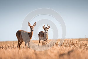 Roe deer, capreolus capreolus male and female during rut in warm sunny days in the grain