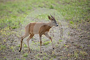 Roe deer Capreolus, capreolus stands on an agricultural field.