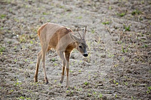 Roe deer Capreolus, capreolus stands on an agricultural field.
