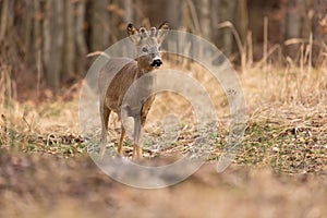 Roe deer Capreolus, capreolus stands on a mountain meadow