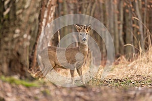 Roe deer Capreolus, capreolus stands on a mountain meadow