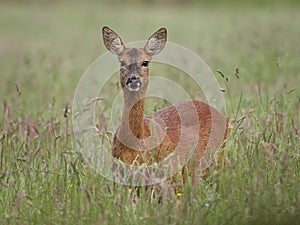 Roe Deer close-up