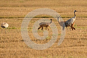 Roe deer with commoncrane