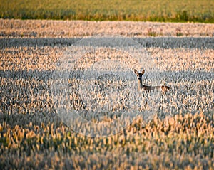 Roe deer in corn field in evening light
