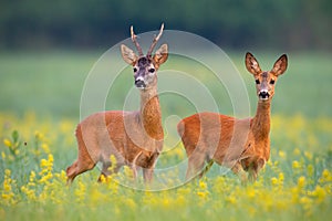 Roe deer couple in rut on a field with yellow wildflowers