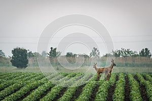 Roe deer couple in soybean field in spring. European wildlife.