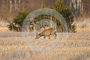 Roe deer on a crop field