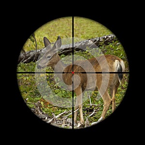 Roe deer in crosshairs