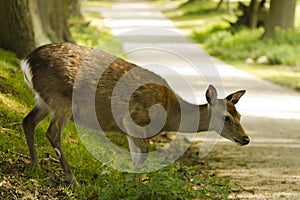 Roe deer crossing a road
