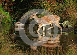 Roe Deer crossing stream