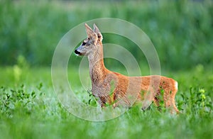 Roe deer cub