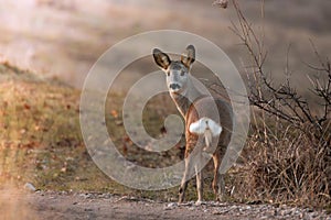 roe deer at dawn