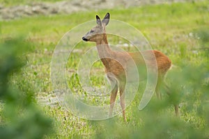 Roe deer doe