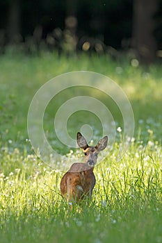 Roe deer doe