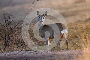 roe deer doe in beautiful sunset light