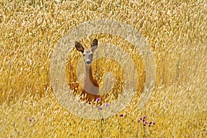 Roe deer doe in beautiful wheat field
