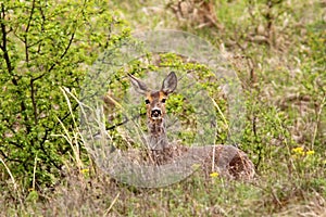 Roe deer doe in the bushes