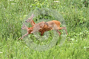 Roe deer doe and calf jumping