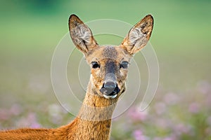 Roe deer doe standing on meadow looking to the camera.