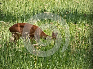 Roe deer doe (Capreolus capreolus) standing in meadow in long green grass in summer