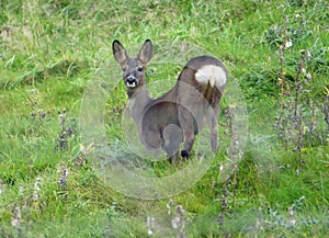 Roe deer doe displaying white rump