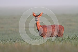 Roe deer doe in early morning light