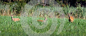 Roe deer doe with fawn in green field in summer