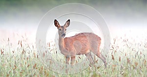 Roe deer doe grazing on wet meadow early in the morning with mist in background