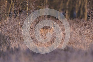 Roe deer doe between high grass and bushes.