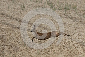 Roe deer doe jumping over wheat field