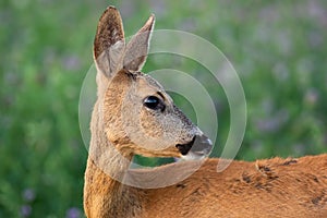 Roe deer doe looking behind over shoulder in close-up view on a green meadow