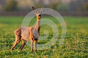 Roe deer doe looking on green glade in spring sunlight
