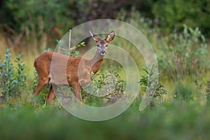 Roe deer doe looking to the camera near green bush in summer nature