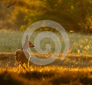 Roe deer doe in the moring light photo