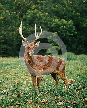 Roe Deer Doe With Sharp Antlers Looking At Camera