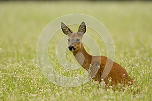 Roe deer doe sitting in buckwheat