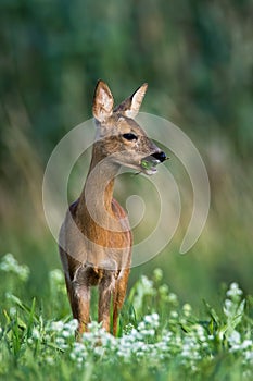 Roe deer doe standing on blossoming meadow and chewing green leaf in mouth.