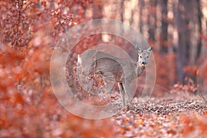 Roe deer doe standing in orange forest in autumn nature.