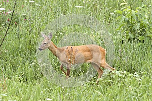 Roe deer doe walking
