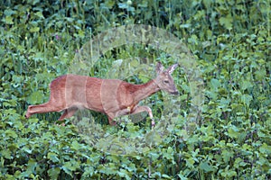 Roe deer doe walking tranquil