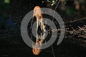 Roe deer drinking water in forest (Capreolus)
