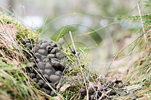 Roe deer droppings on forest floor.