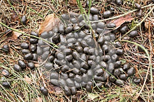 Roe deer droppings on forest floor.