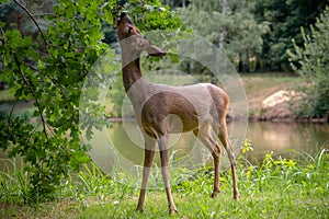 Roe deer eating acorns from the tree, Capreolus capreolus. photo