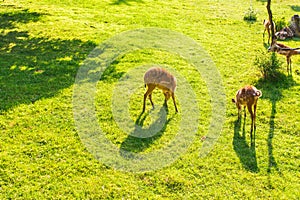 Roe deer eating fresh grass on the meadow, top view. Wildlife, animals, zoo and mammals concept