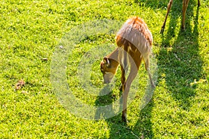 Roe deer eating fresh grass on the meadow, top view. Wildlife, animals, zoo and mammals concept
