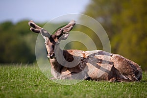 Roe deer enjoying the sun