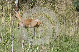 Roe deer escaping from the photographer