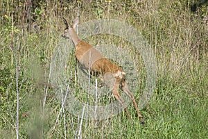 Roe deer escaping from the photographer