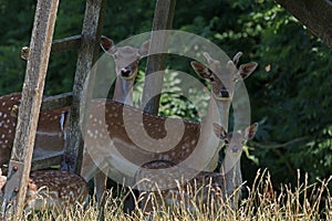 Roe deer family at the edge of the forest